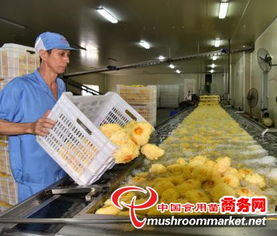 科技賦能產(chǎn)業(yè)升級(jí)，尤溪縣食用菌工廠化規(guī)?；l(fā)展駛?cè)肟燔嚨? />
</span>
<span id=